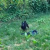 Tea; Black Beauty liebt Wasser