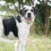 Adele  Charakterhund mit Ecken, Kanten und ganz viel Herz