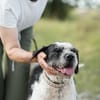 Adele  Charakterhund mit Ecken, Kanten und ganz viel Herz