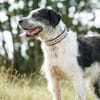 Adele  Charakterhund mit Ecken, Kanten und ganz viel Herz