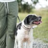 Adele  Charakterhund mit Ecken, Kanten und ganz viel Herz