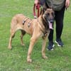 Akira - loyal, intelligent und aktiv