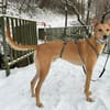 Windhund-Mix Keylam wartet auf dich!