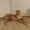 Windhund-Mix Keylam wartet auf dich!