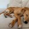 Windhund-Mix Keylam wartet auf dich!