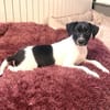 Robbie ein verschmustes Kerlchen