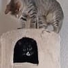 Liebevolle Suzi sucht ihr Kuschelkörbchen