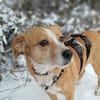 SURI