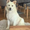 Miko - freundlich und verträglich - in DE