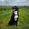 BUCKY - treu, loyal mit enger Bindung