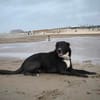 BUCKY - treu, loyal mit enger Bindung
