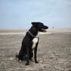 BUCKY - treu, loyal mit enger Bindung