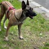 Liebevolle Malinois Mischlings Hündin