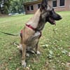 Liebevolle Malinois Mischlings Hündin