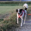 Dill sucht ein liebevolles Zuhause