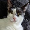 Dorian, fröhlicher Schmusekater, ca. 1 Jahr