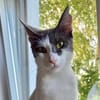 Dorian, fröhlicher Schmusekater, ca. 1 Jahr
