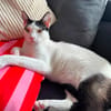 Florian, verschmuster Familienfreund, *in 55271 Stadecken