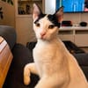 Florian, verschmuster Familienfreund, *in 55271 Stadecken
