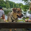 Amicitia - Das fröhliche Hundemädchen 🐾
