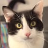 MIAOUJITO