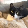 DOWSIE