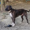 ROCCO