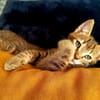 HOBBES