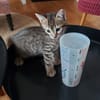 HOBBES