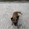 Luiso