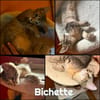 BICHETTE