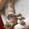 BICHETTE