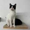 Lotta, neugieriges Katzenkind, ca. 1 J.