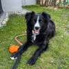Linda, zauberhafte Hündin, ca. 5 Jahre