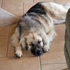 Für-immer-Zuhausegesucht für LINDA -PLZ 90596
