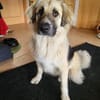 Für-immer-Zuhausegesucht für LINDA -PLZ 90596