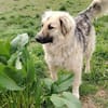 Für-immer-Zuhausegesucht für LINDA -PLZ 90596