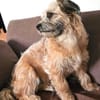 RUBY sucht ein neues Zuhause für immer