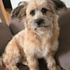 RUBY sucht ein neues Zuhause für immer