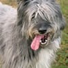 Hübsche Terriermischlingshündin Flori sucht ein Zuhause