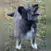 Hübsche Terriermischlingshündin Flori sucht ein Zuhause