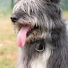 Hübsche Terriermischlingshündin Flori sucht ein Zuhause