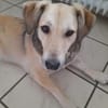 MABLE-hübsche, liebevolle Hündin