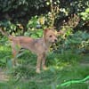 Tilda sucht Kuschelkörbchen