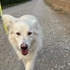 Knut sucht seinen Deckel/ in 82284