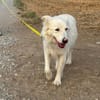 Knut sucht seinen Deckel/ in 82284