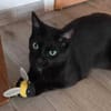 Billy der kleine Charmeur