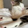 Caspar und Milo /Virneburg(ALO)
