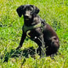 Labrador Mix Chuchi