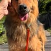 Mogli der liebe Schmuser in Grafrath 82284
